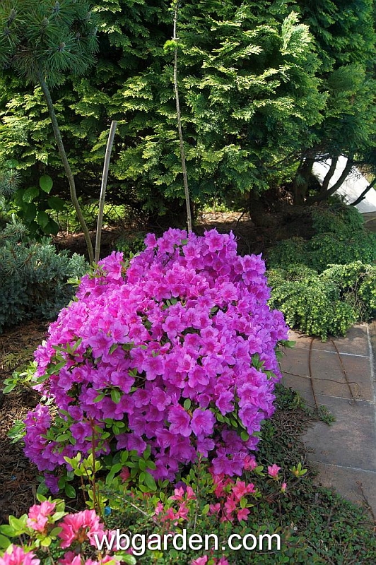 wbgarden spring 71.JPG
